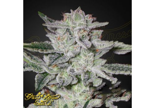 Green House Seeds Sweet Valley Kush