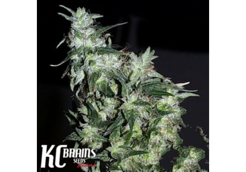 KC Brains Haze Special