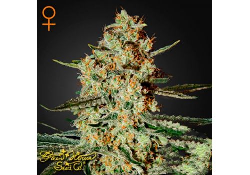 Green House Seeds Himalaya Gold