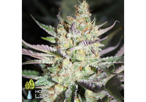 Hortilab Seeds Starberry