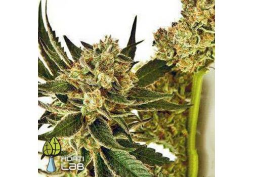 Hortilab Seeds StarBud