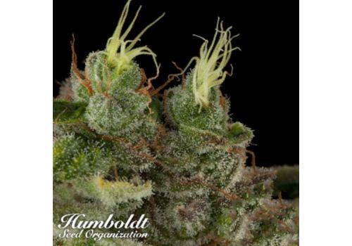 Humboldt Seed Organization Bubba Kush REGULAR