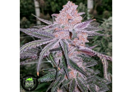 In House Genetics Jelly Sickle