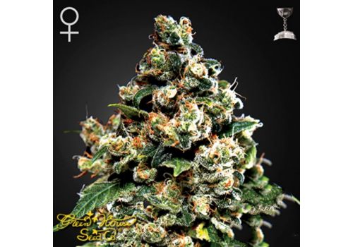 Green House Seeds Jack Herer