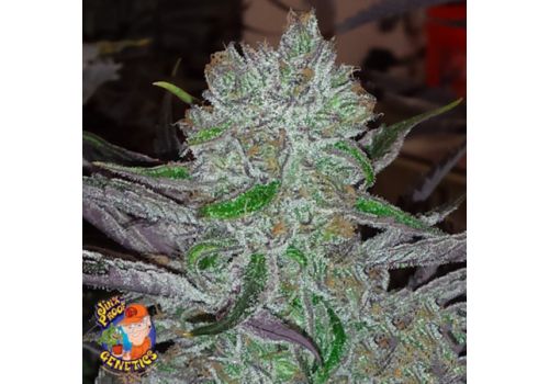 Jinxproof Genetics Best Friend OG