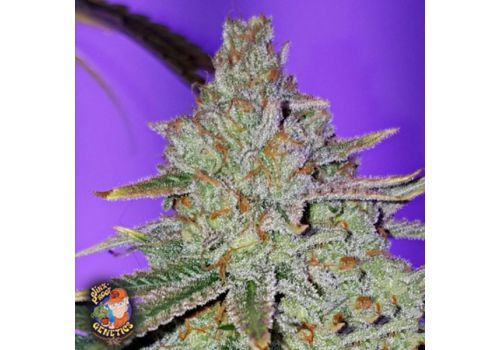 Jinxproof Genetics Cookie Puss