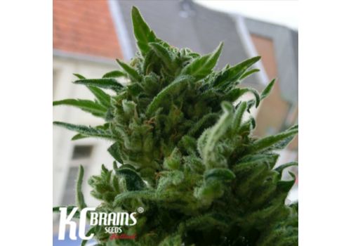 KC Brains KC33