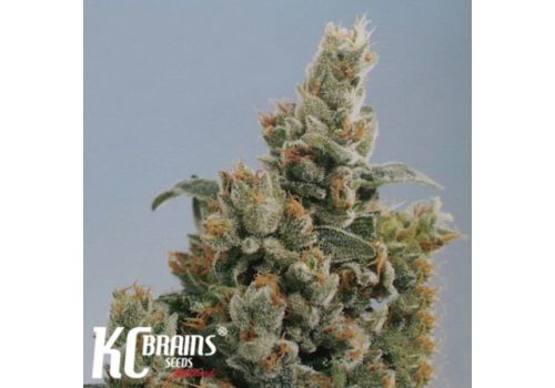 KC Brains KC36