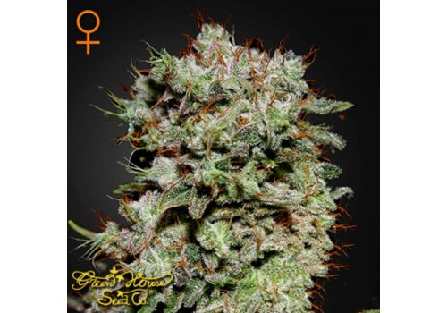 Green House Seeds Kalashnikova