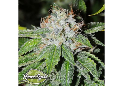 Karma Squad Seeds KarmaRado OG