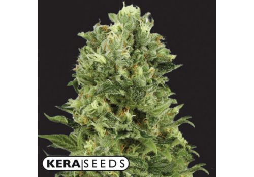 Kera Seeds White Thunder