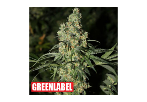 Green Label Seeds Killer White