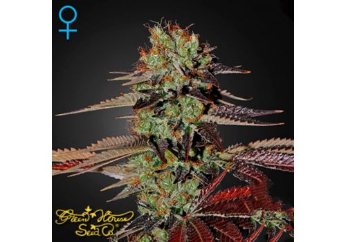 Green House Seeds King's Kush AUTO
