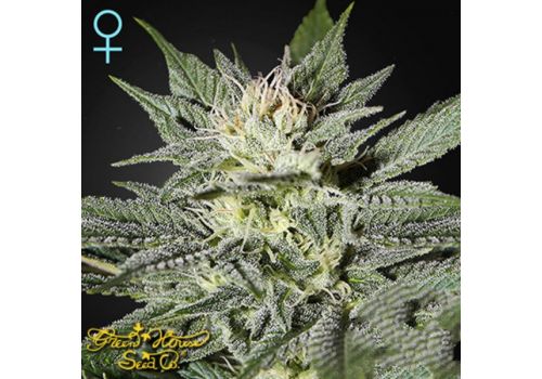 Green House Seeds King's Kush CBD
