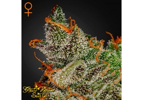 Green House Seeds King's Kush