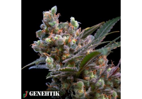 Genehtik Seeds Kritical Bilbo