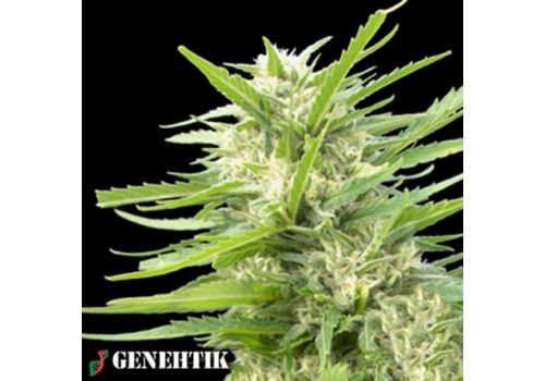 Genehtik Seeds Kritical Bilbo x AK 47