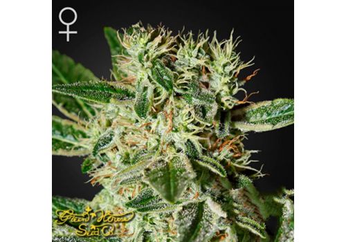 Green House Seeds Lady Burn 1974