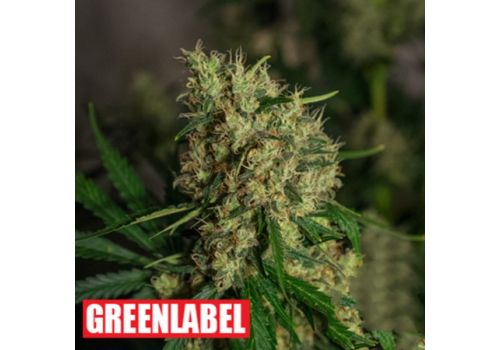 Green Label Seeds Lemon Bud
