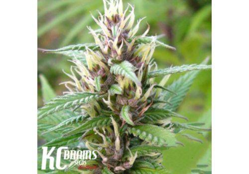 KC Brains Mind Bender