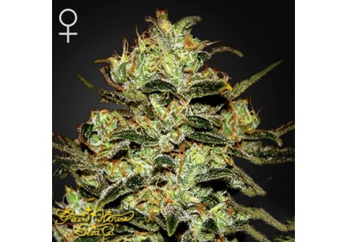 Green House Seeds Moby Dick