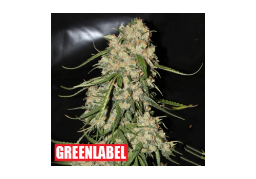 Green Label Seeds Mountain Kush