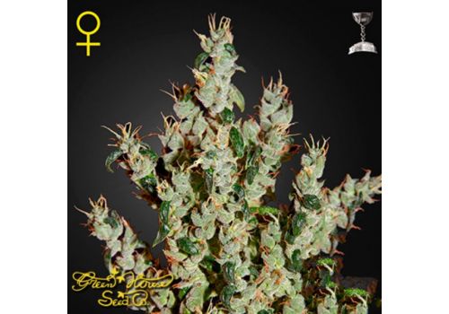 Green House Seeds NL5 Haze Mist