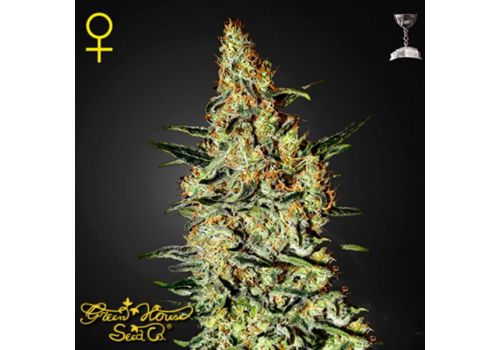 Green House Seeds Nevilles Haze