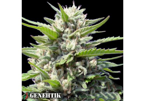 Genehtik Seeds Northern Lights AUTO
