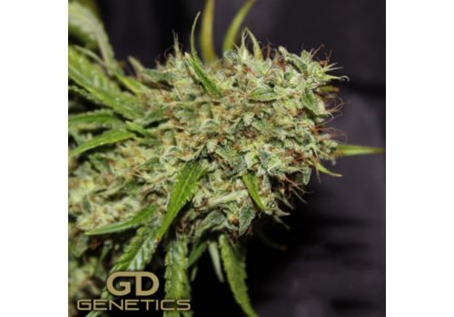 Green Devil Seeds Orange Haze