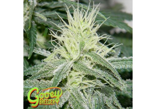 Gooeybreeder Seeds Psychopatch