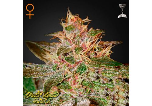Green House Seeds Pure Kush