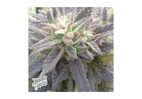 Johnston's Genetics Seeds Purple Cookie All Star