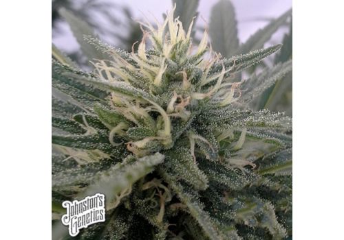 Johnston's Genetics Seeds Rocky Mountain Sour Kush