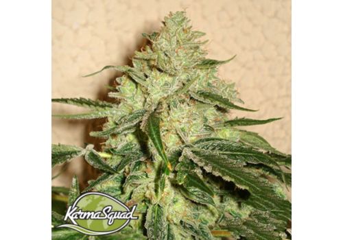 Karma Squad Seeds RoadDawg