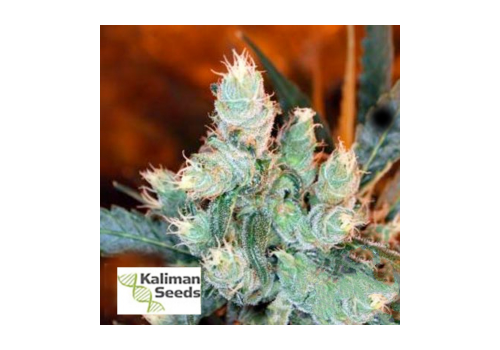 Kaliman Seeds Rockster's Cheese