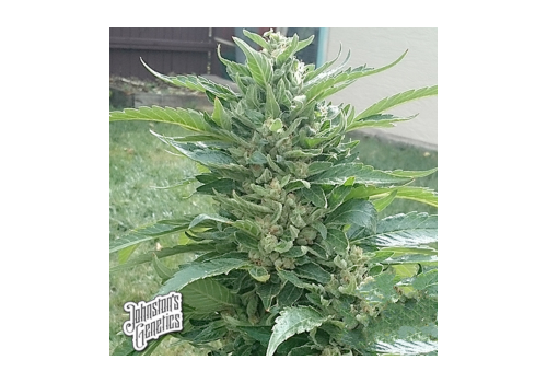 Johnston's Genetics Seeds Rocky Mountain Sweet Kush