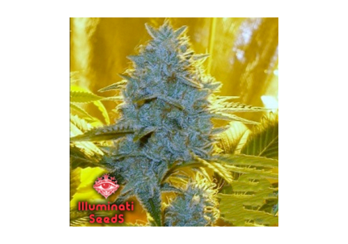 Illuminati Seeds Santa Muerte