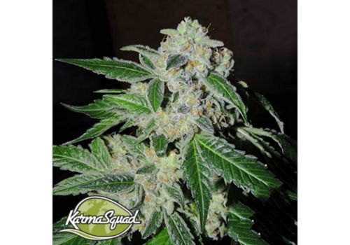 Karma Squad Seeds Sour Power OG