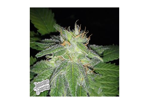 Johnston's Genetics Seeds Sugar Valley Kush