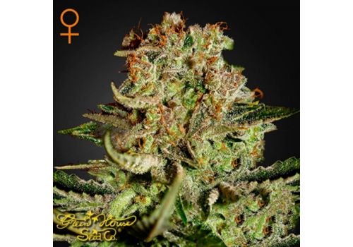 Green House Seeds Super Bud
