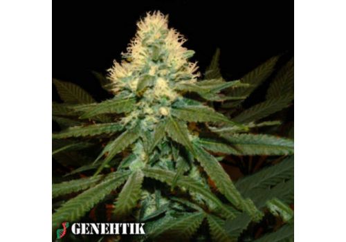 Genehtik Seeds Super Kritikal