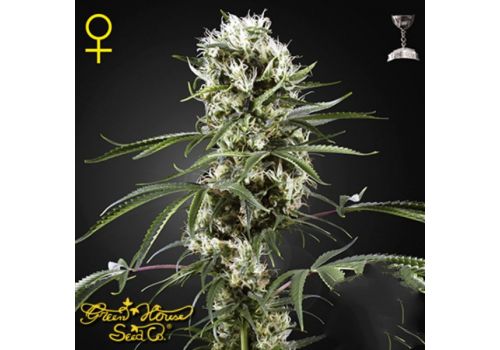Green House Seeds Super Lemon Haze