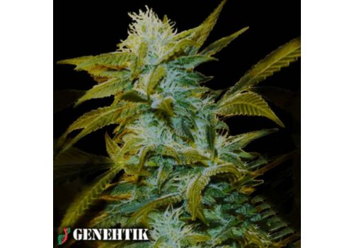 Genehtik Seeds Super Silver Bilbo