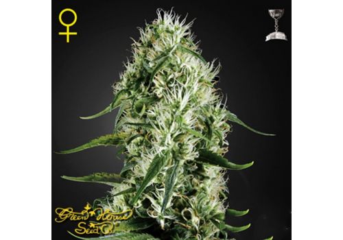 Green House Seeds Super Silver Haze