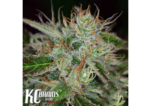 KC Brains Sweet Dreams