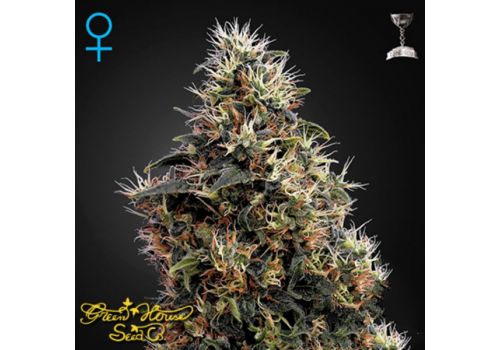 Green House Seeds Sweet Mango AUTO