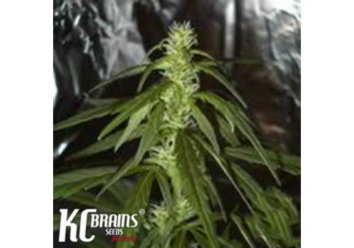 KC Brains Swiss-XT