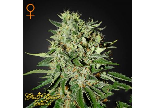 Green House Seeds The Doctor