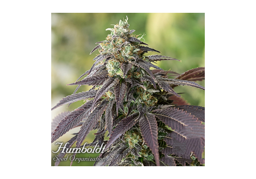 Humboldt Seed Organization 707 Headband